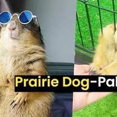 The Best of Prairie Dogs