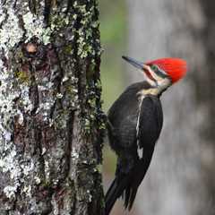 Can cities make room for woodpeckers?