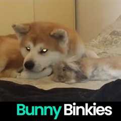 Bunny Binkies: Cute and Funny Bunny Compilation