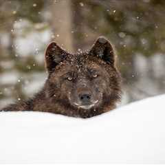 The Torture and Killing of a Wolf, a New Endangered Species Lawsuit and Novel Science Revive..