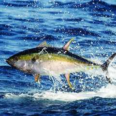 Atún rojo, uno de los peces más codiciados - El blog más completo sobre peces