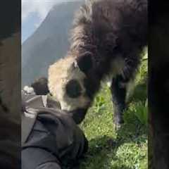 Cute Mountain Yaks Sniff Hiker