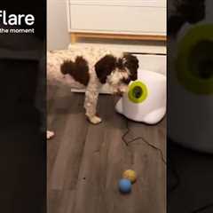 Angry Dog Doesn't Understand Ball Machine