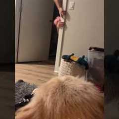 Dog's Reaction To Dad In Danger