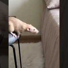Hilarious Rat Bed Jump Fail