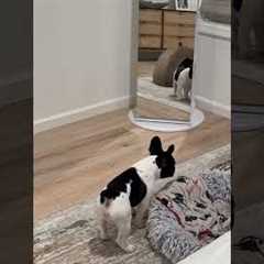 Dog's First Time Seeing It's Reaction