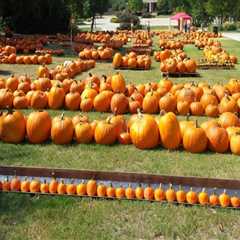 The Benefits of Volunteering at Fall Festivals in Tarrant County, Texas