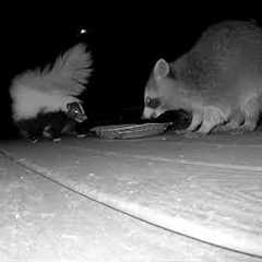 Skunk And Raccoon Fight Over Dinner