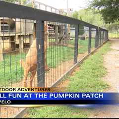 Outdoor Adventures with Chelsea: Tupelo Buffalo Park Pumpkin Patch