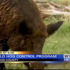 Mississippi offering smart traps to capture wild hogs