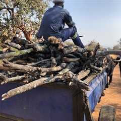 As Forests Felled Wood Shortage Hits Villagers in Zimbabwe — Global Issues