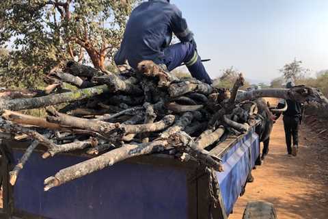 As Forests Felled Wood Shortage Hits Villagers in Zimbabwe — Global Issues