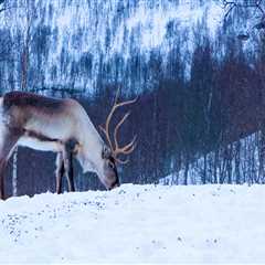 Seasonal Shifts: How Climate Change is Impacting Traditional Hunting and Gathering Practices