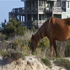The Importance of Age Restrictions at Horse Shows in Currituck County, North Carolina