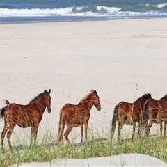 The Ins and Outs of Spectator Limitations at Horse Shows in Currituck County, North Carolina