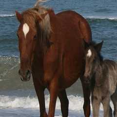 Horse Shows in Currituck County, North Carolina: What You Need to Know