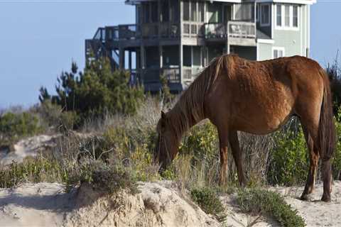 The Importance of Age Restrictions at Horse Shows in Currituck County, North Carolina