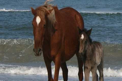 Horse Shows in Currituck County, North Carolina: What You Need to Know