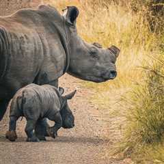 Dehorning Rhinos Reduces Poaching by Nearly 80%: Study