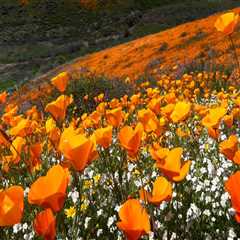Uncovering the Vibrant Culture of Northern California