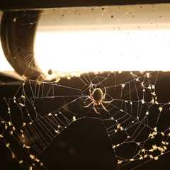 Insect Numbers Are Plummeting: Here Are Eight Easy Ways to Help
