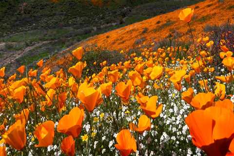 Uncovering the Vibrant Culture of Northern California