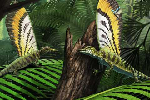 Triassic Reptile Communicated with Unique Back Fin