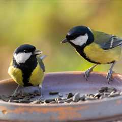 Great Tits: Bird Researchers Discover Breakup Behavior