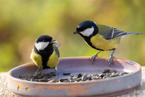 Great Tits: Bird Researchers Discover Breakup Behavior