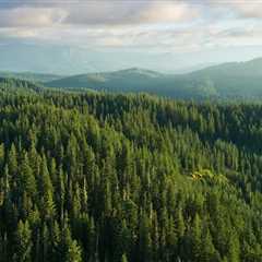 CCL joins broad coalition supporting bipartisan Fix Our Forests Act
