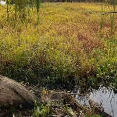 The Importance of Celebrating Environmental Sustainability in King County, Washington