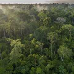 Forest finance plan backed by 34 countries endorses Brazil’s rainforest fund