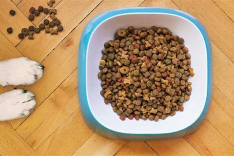 Automatic Dog Feeders: Top Picks for 2025 in the UK