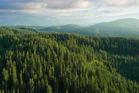 CCL joins broad coalition supporting bipartisan Fix Our Forests Act