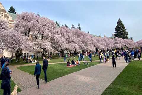 Celebrating Diversity: A Look at How Schools and Universities in King County, Washington Celebrate