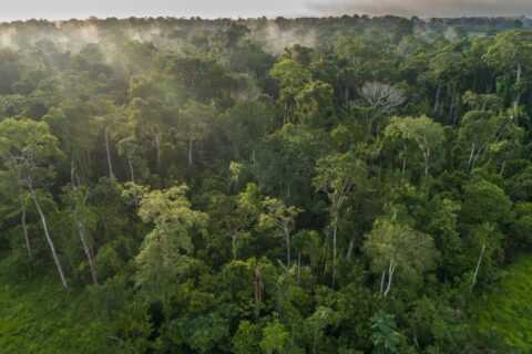 Forest finance plan backed by 34 countries endorses Brazil’s rainforest fund