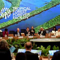 Investor action is crucial to maintaining progress on deforestation risk