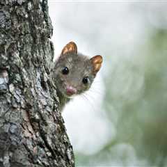 A Message to You: Thank you for speaking for our forests