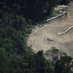 Europe must defend its deforestation law – for forests, business and its reputation