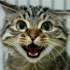 EXPOSED: Taxpayer-Funded Mizzou Lab Caught Harvesting Blood from Former Pets in Cruel Program –..