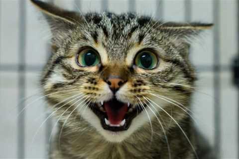 EXPOSED: Taxpayer-Funded Mizzou Lab Caught Harvesting Blood from Former Pets in Cruel Program –..