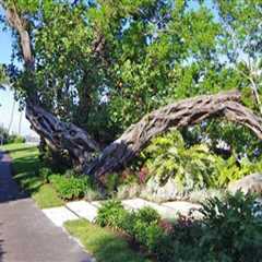 How Tree Care Enhances Running Routes Across Palm Beach County