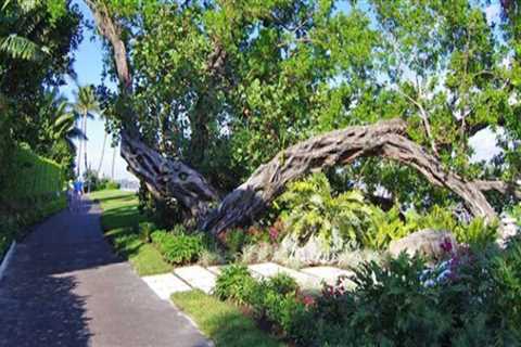 How Tree Care Enhances Running Routes Across Palm Beach County
