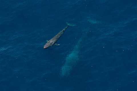 Australia’s nature is in trouble.