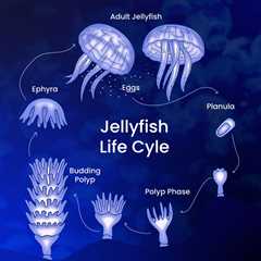 The jellyfish we see are only half the story